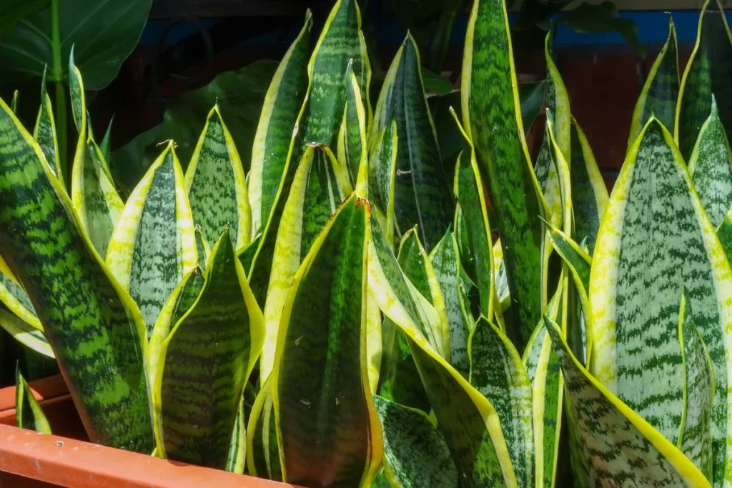 Sansevieria 