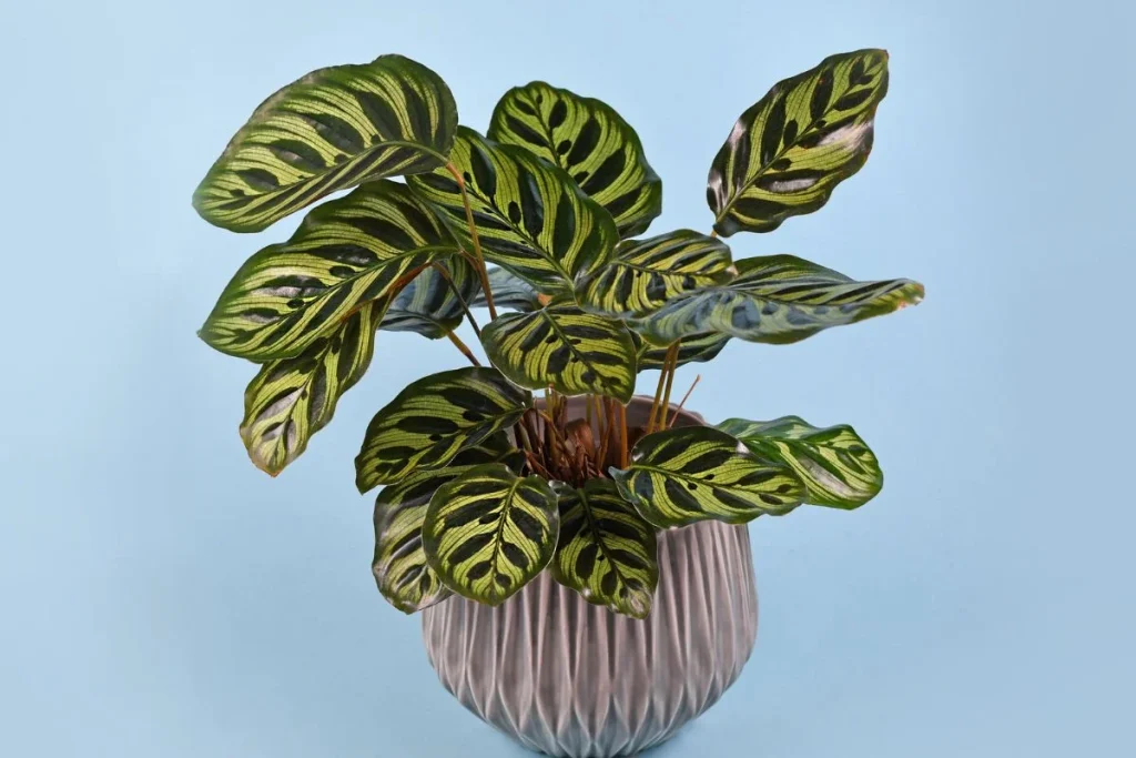 6. Calathea o Espatifilo