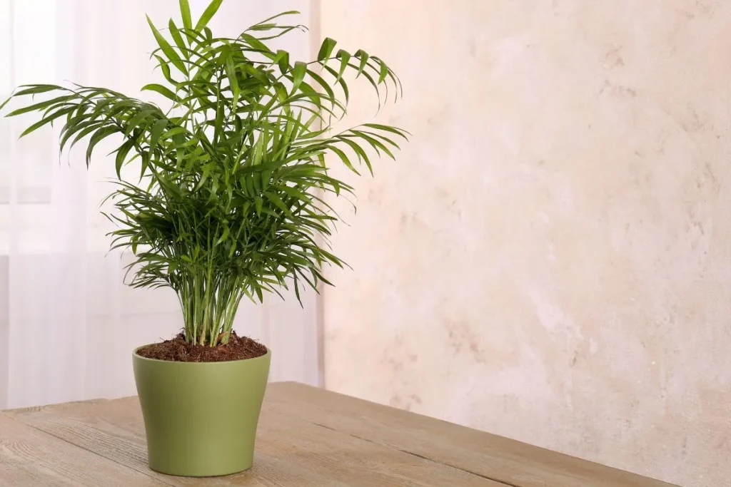 7. Chamaedorea (Palmera de salón)