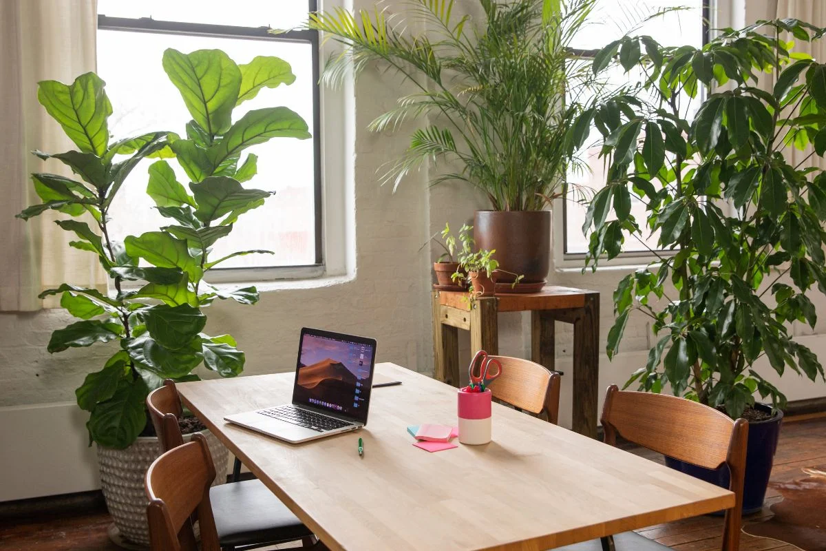 Las 7 mejores plantas para oficinas sin luz natural